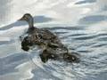 Follow that Duck