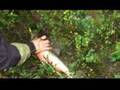 Rautua Jiesj�rvest� Norjasta