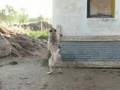 The World Famous Kurdish KANGAL Dog at Dancing and Jumping !