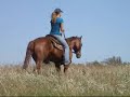 A Smart Ethel - \"Smarty\" - Awesome prospect, rides around!!!