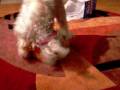 videos de Sydney Opening Presents