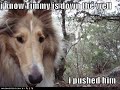 vERY fUNNY dOGS 12 vERY fUNNY dOGS 12