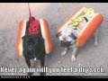 vERY fUNNY dOGS 12