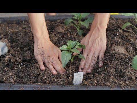 how to grow veg in a pots
