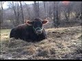 Equal Vision Cow Sanctuary