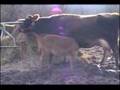 Equal Vision Cow Sanctuary