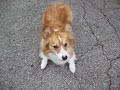 kaley corgi - frisbee hog (10-07)