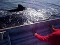 Ballenas