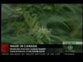 Manitoba Harvest CBC National News Oct 31, 2007