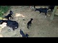 cute pet's & funny Animals Compilation_001,ami etc
