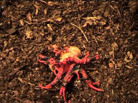 how to kill stinkhorn fungus