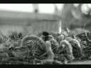 Spider Walk