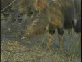 Nyala Antelope