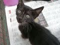 PERROS Y GATOS EN ADOPCION