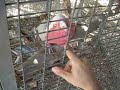 This bird is spoiled :-) This bird is spoiled :-)
