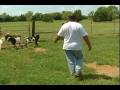 Fainting Goats