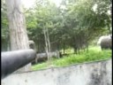 Paintball jungle Amsterdam (home made Paitball cam by Patrick Schouten)