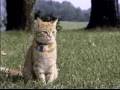 Chester's Film