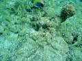 Convict Surgeonfish on the Reef- Maldives