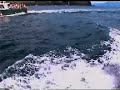 Delfin Delfino Delphin