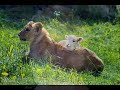 open up your heart and let the sunshine in. lyrics by stuart hamblen.
this is a re-do of my earlier vid with the flintstones track instead of frente; and better software. i think it is 'cuteness to the max'. i will keep the original available until the villagers arrive with torches.