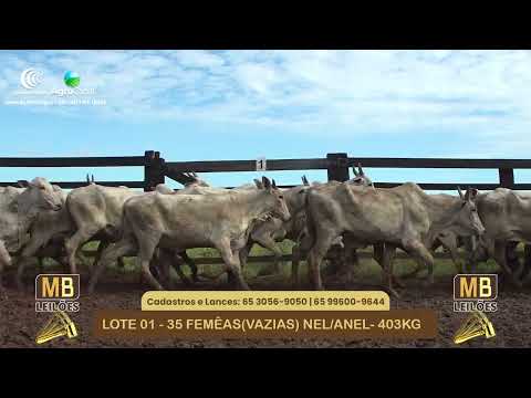 542� LEIL�O VIRTUAL MB LEIL�ES