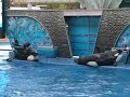 SEA WORLD SHAMU SHOW ORLANDO 2006 part 2