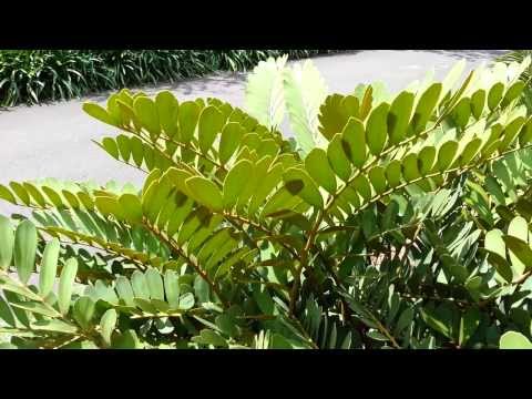how to transplant zamia