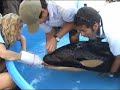 Rescate orca bebe