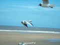 samsung NV24HD the ultimate test , seagulls paradise