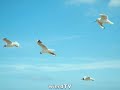 samsung NV24HD the ultimate test , seagulls paradise