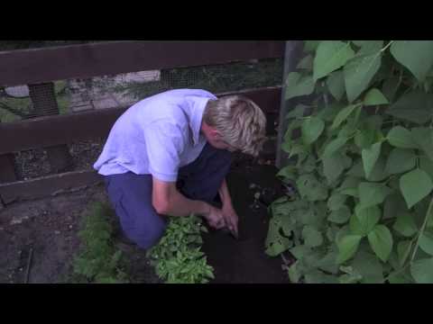how to grow purple sprouting broccoli uk