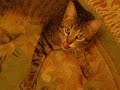 My new Cat!! Jengo