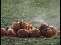 Great Pumkin Shoot