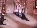 Funny Sea Lion Dance 2