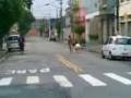 videos de the pig.3g2