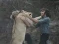 Family Pet Lion