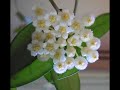 hoya-lacunosa-time-lapse.html