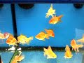 Japan Fish Tank
