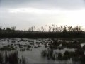 Tern Tern
