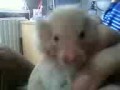 hamster na ime pale4ka.3gp