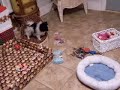pomeranians christmas pups