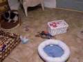 videos de pomeranians christmas pups