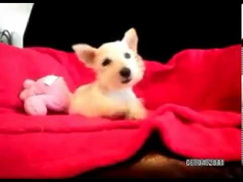 Mackenzie - Wheaton Girl