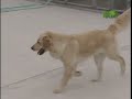 Breed All About It - Golden Retriever