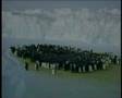 Emperor-Penguin-Long