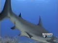 Paleomundo-38 Tiburones Prehistóricos ( 1/3 )