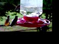Hummingbirds 9-04-2007 Hummingbirds 9-04-2007