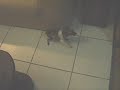 Mellanie ataca ihahiahiahi Mellanie ataca ihahiahiahi