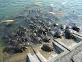 Turtle Frensy ?????
